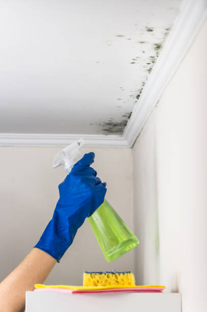 Best Black Mold Removal  in Troy, TX
